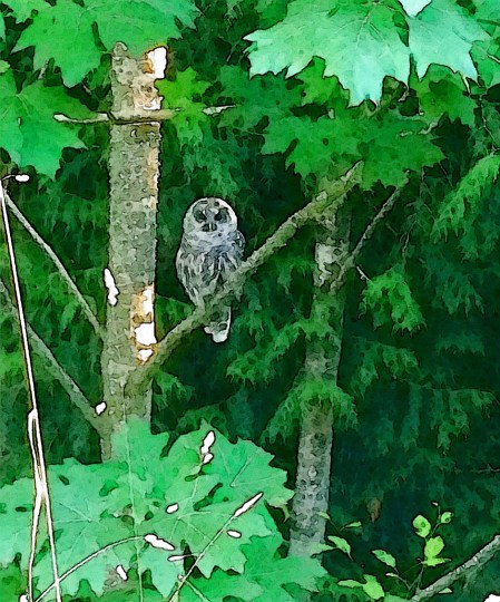 Tuxpi photo editor: https://www.tuxpi.com