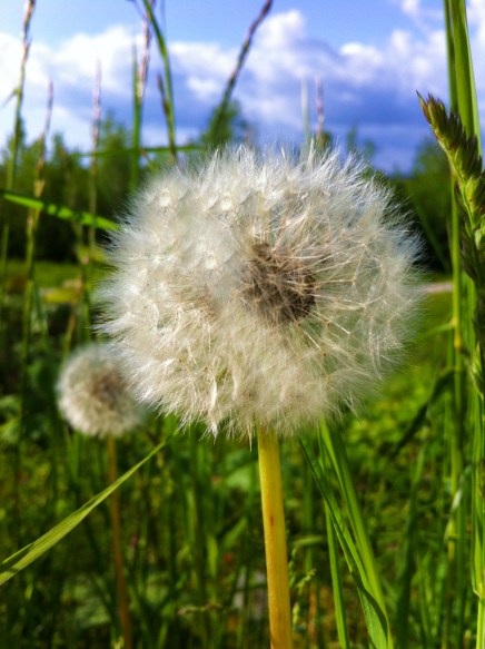 dandelion