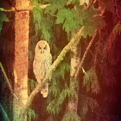 owl-fall-color-square