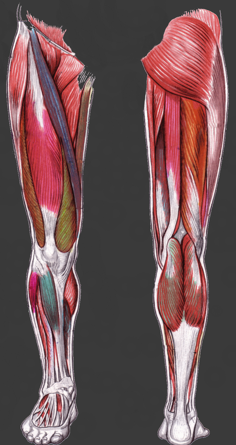 leg-anatomy